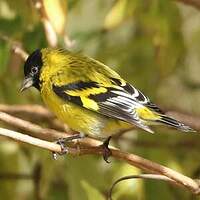 Chardonneret de Magellan