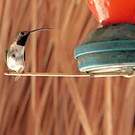 Colibri d'Eliza