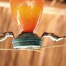 Colibri d'Eliza