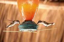 Colibri d'Eliza