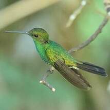 Colibri de Buffon