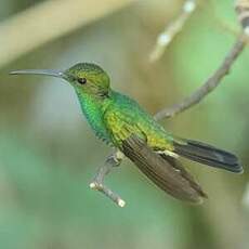 Colibri de Buffon