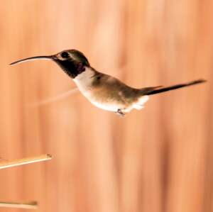 Colibri élise