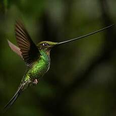 Colibri porte-épée