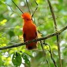 Coq-de-roche orange