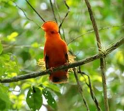 Coq-de-roche orange