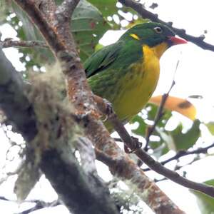 Cotinga à poitrine d'or