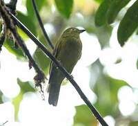 Cotinga olivâtre