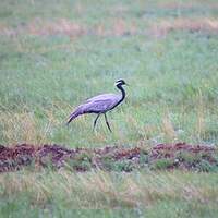 Grue demoiselle