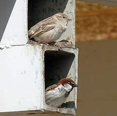 Moineau cisalpin