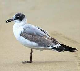 Mouette de Franklin