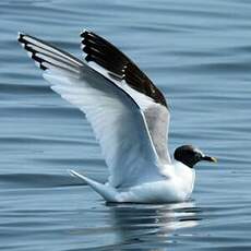 Mouette de Sabine