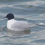 Mouette pygmée