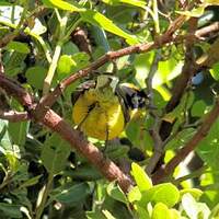 Paruline à cimier jaune