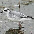 Phalarope à bec large