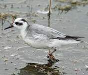 Phalarope à bec large