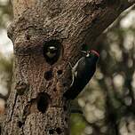 Pic glandivore