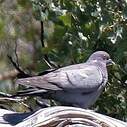 Pigeon d'Eversmann