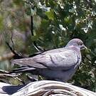 Pigeon d'Eversmann
