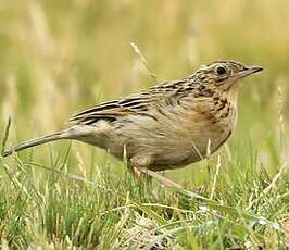 Pipit du paramo