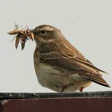 Pipit spioncelle