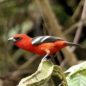 Piranga bifascié