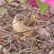 Prinia modeste