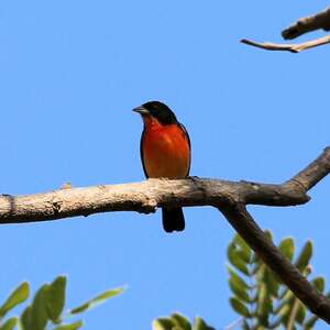 Rhodospingue ponceau