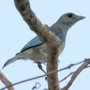 Tangara glauque