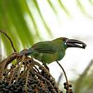 Toucanet à croupion rouge
