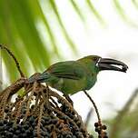 Toucanet à croupion rouge