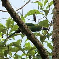 Toucanet à gorge blanche