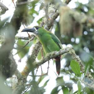 Toucanet à gorge blanche