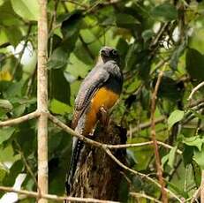 Trogon à queue blanche