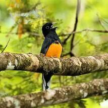 Trogon à queue blanche