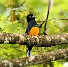 Trogon à queue blanche