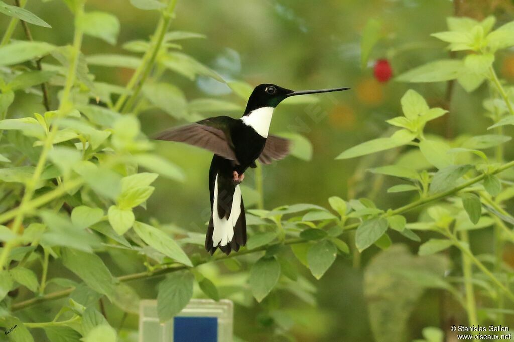 Collared Inca male adult, Flight