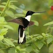 Collared Inca