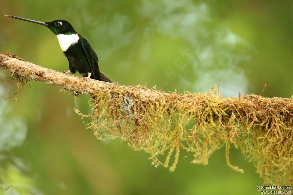 Collared Inca male adult