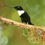 Collared Inca