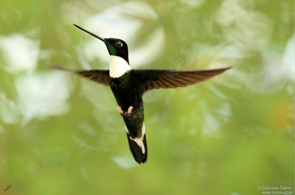 Collared Inca male adult, Flight