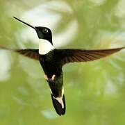 Collared Inca