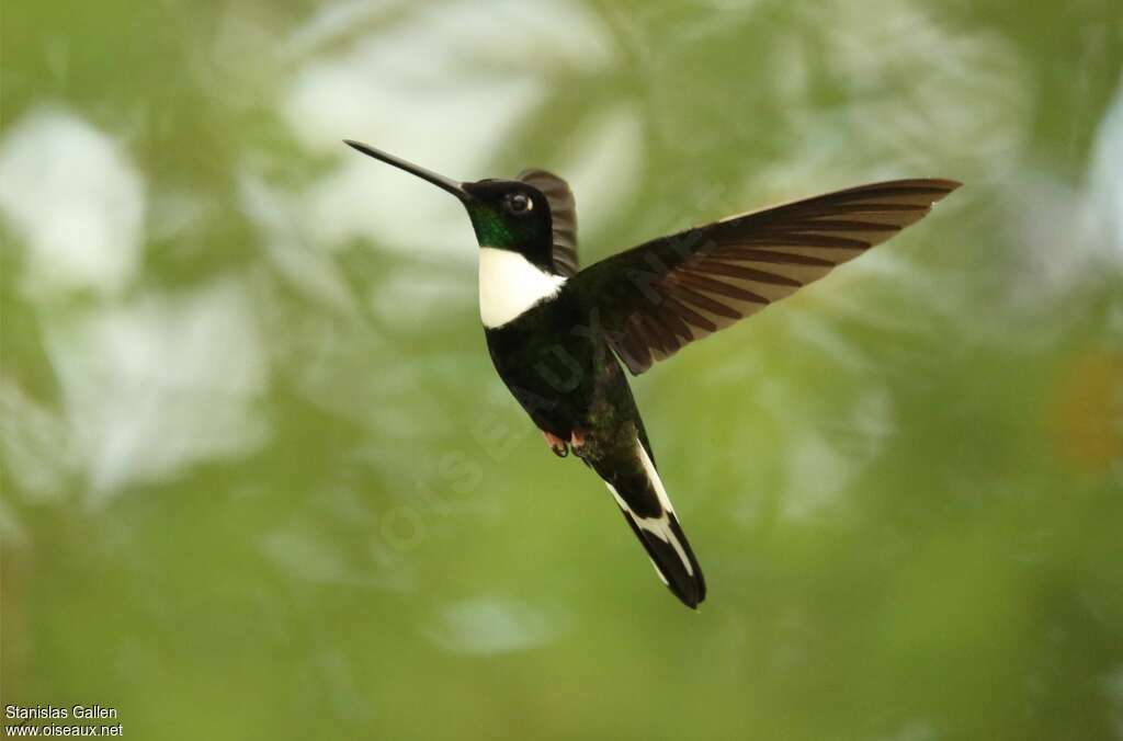 Collared Inca male adult, Flight