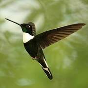 Collared Inca