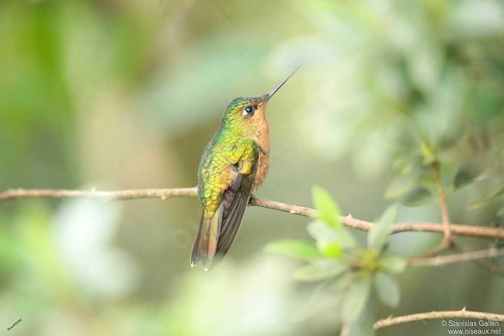 White-tailed Starfrontlet female adult breeding