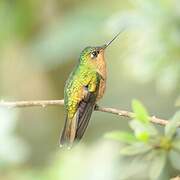 White-tailed Starfrontlet