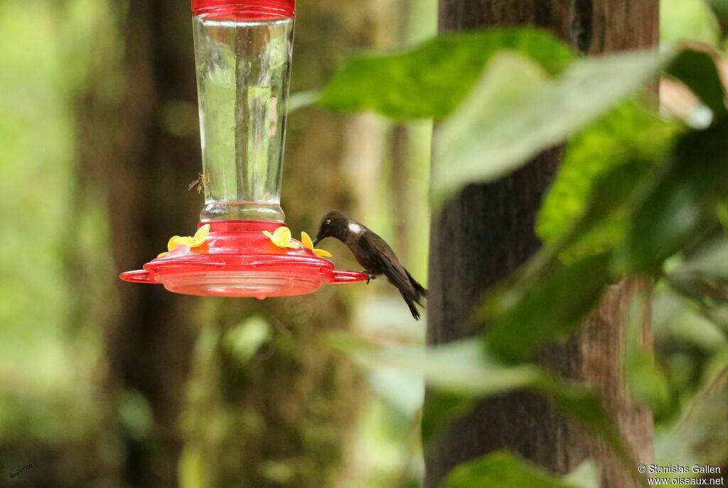 Brown Inca male adult, eats