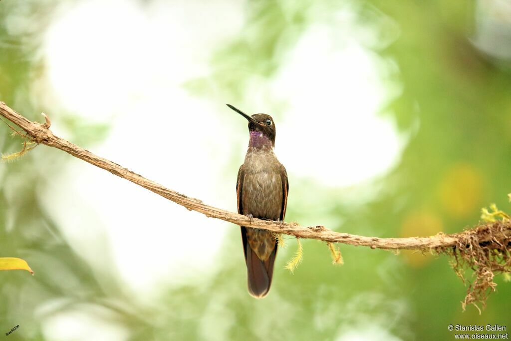 Brown Inca male adult breeding