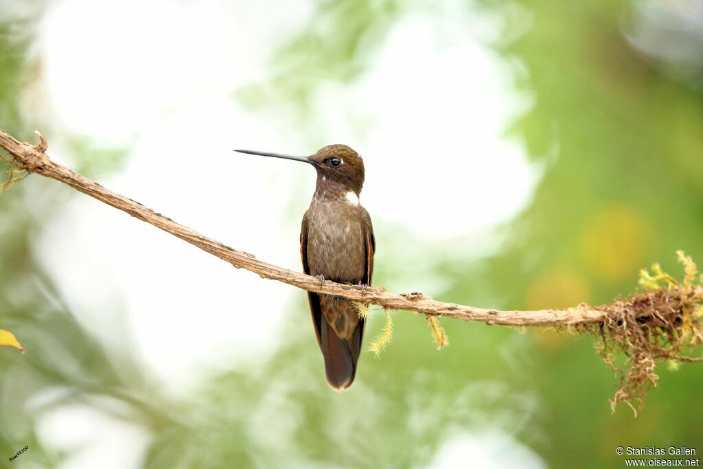 Brown Inca male adult breeding