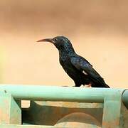 Green Wood Hoopoe